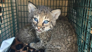 How to Tell If the Oddly Bitey 'Kittens' You Rescued Are Actually Bobcats